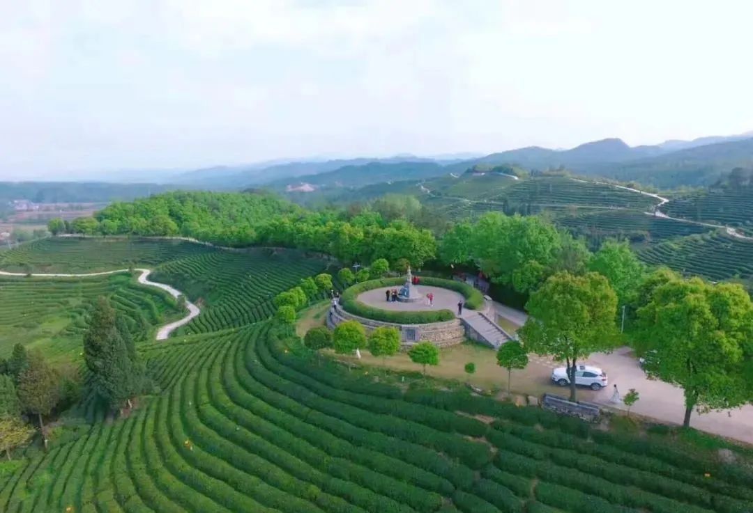 马家山茶场村委会最新动态报道