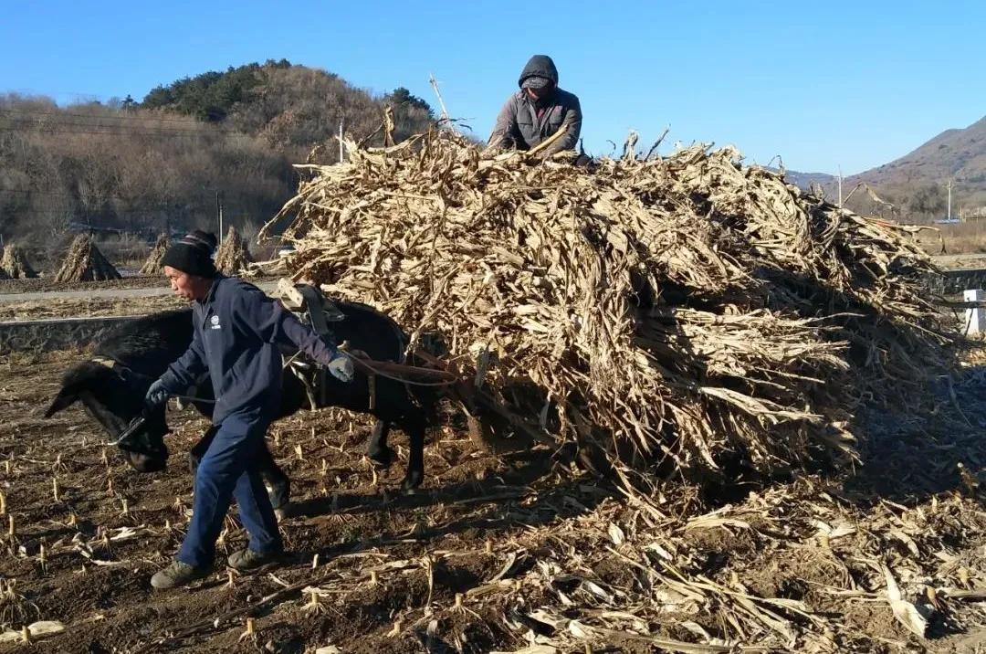 弓长岭区农业农村局最新动态报道