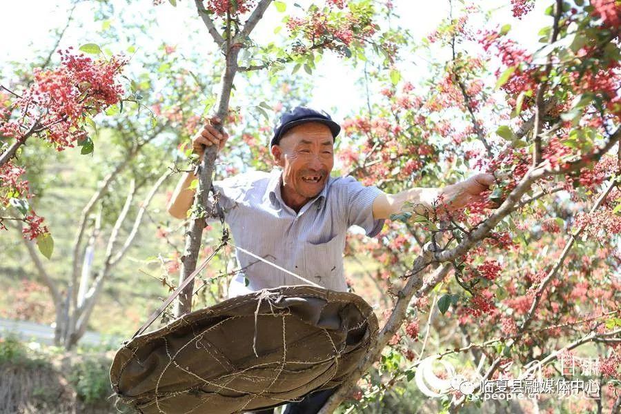 积石山保安族东乡族撒拉族自治县剧团招聘信息发布，职业发展机遇与挑战