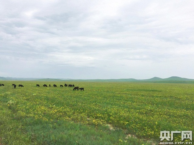 乌拉盖牧场现代化农业与生态旅游齐头并进，推动地方经济蓬勃发展新动态