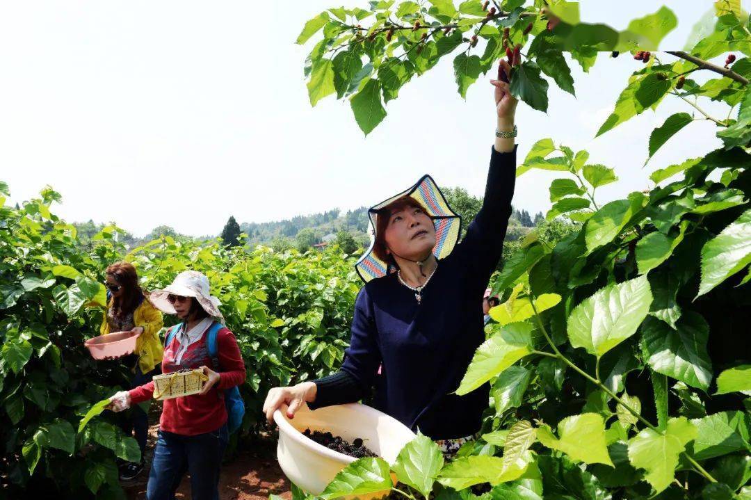 奶桑村新项目，乡村振兴的新动力